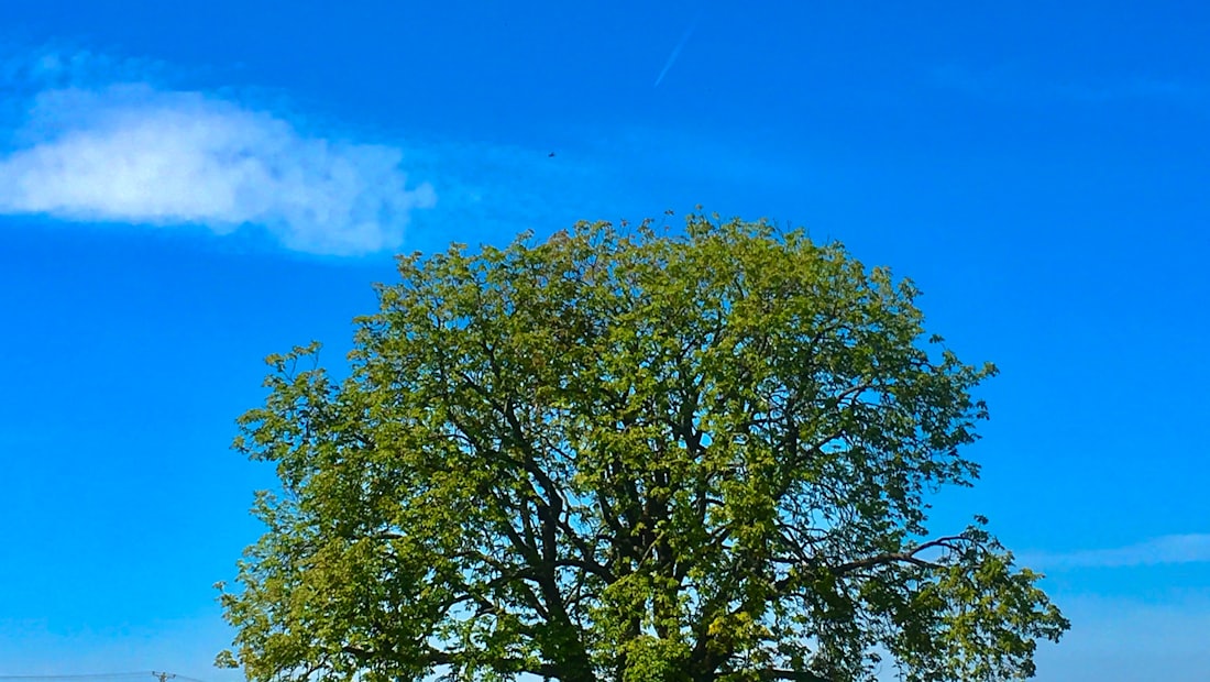 A lone oak tree standing in a green field