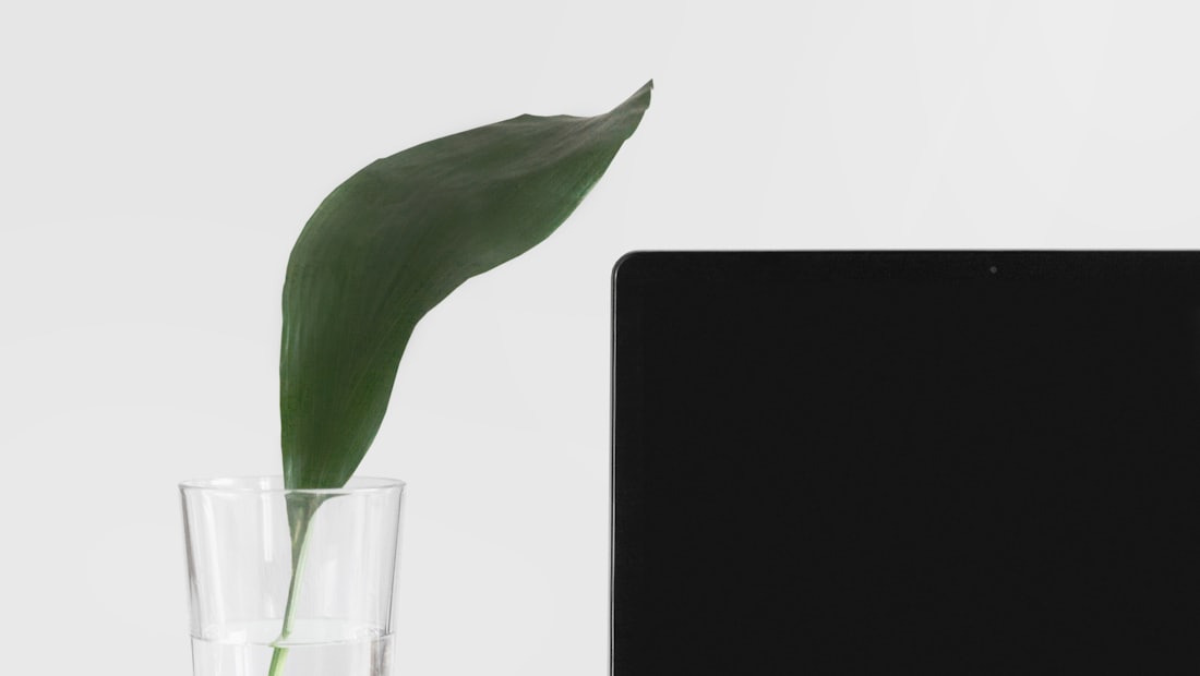 Laptop on a tidy desk beside a plant